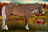 Horse Color:Silver Brown Sabino Rabicano 