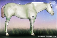 Horse Color:Bay Dun Appaloosa 