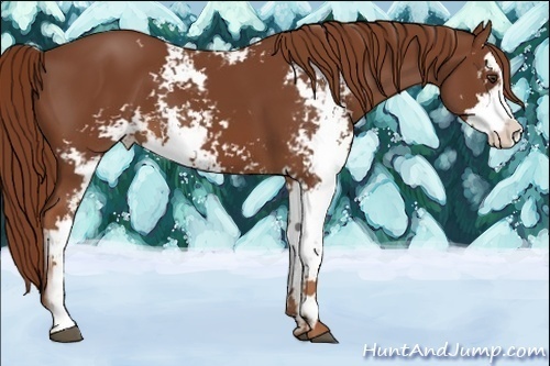 Horse Color:Chestnut Sabino 