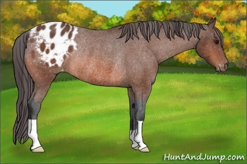 Horse Color:Bay Appaloosa Rabicano 