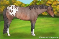 Horse Color:Bay Varnish Rabicano
