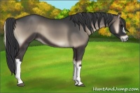 Horse Color:Blue Onyx 