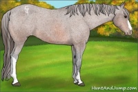 Horse Color:Bay Appaloosa 