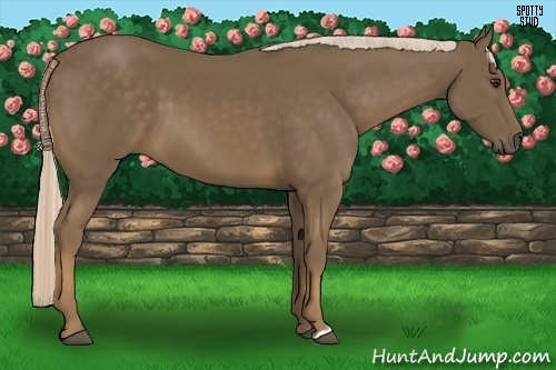 Horse Color:Chocolate Palomino 
