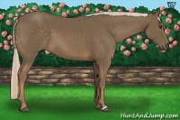 Horse Color:Chocolate Palomino 