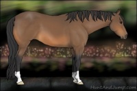Horse Color:Buckskin 