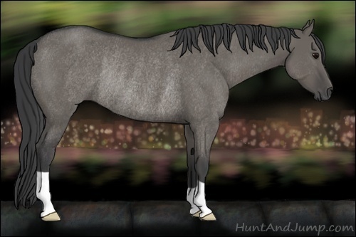 Horse Color:Grullo Rabicano 