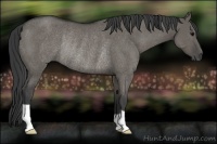 Horse Color:Grullo Rabicano 