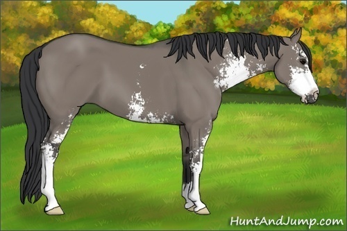 Horse Color:Grullo Sabino 