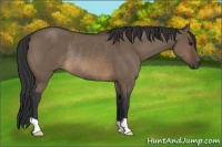 Horse Color:Brown Dun Rabicano