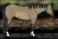 Horse Color:Brown Dun 