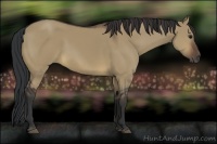 Horse Color:Brown Dun