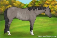 Horse Color:Grullo Rabicano 
