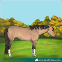 Horse Color:Brown Dun 