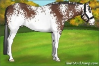 Horse Color:White Spotted Bay 