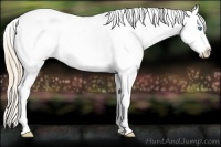 Horse Color:Perlino Dun Splash Appaloosa Rabicano 