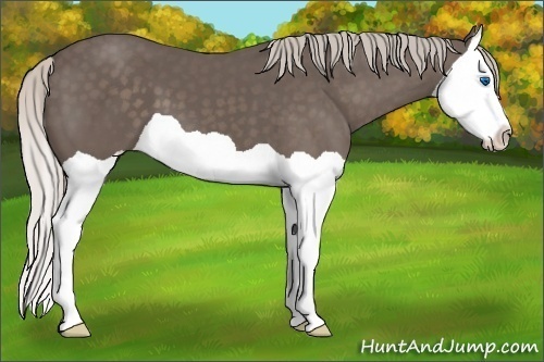 Horse Color:Silver Black Splash