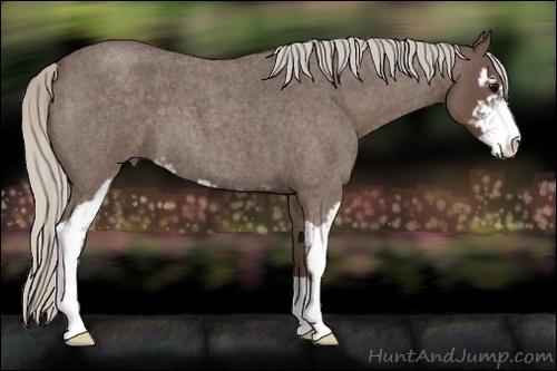 Horse Color:Silver Blue Roan Sabino