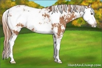 Horse Color:Chestnut Sabino