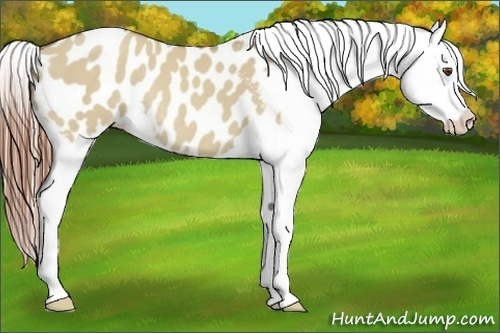 Horse Color:Classic Champagne Dun Appaloosa Rabicano