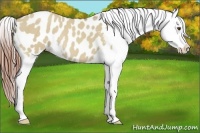 Horse Color:Classic Champagne Dun Blanket Rabicano 
