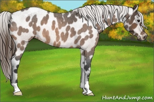 Horse Color:Buckskin Roan Varnish