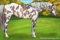 Horse Color:Buckskin Roan Varnish 