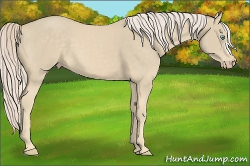 Horse Color:Cremello 