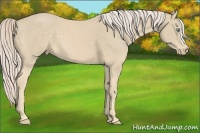Horse Color:Cremello 