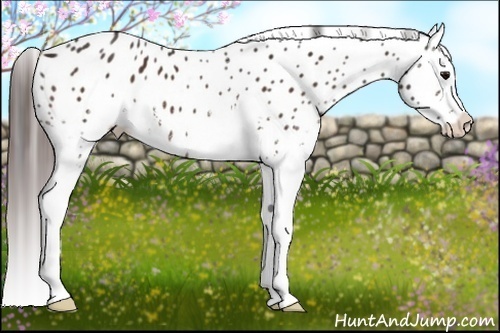 Horse Color:White Spotted Bay Appaloosa 