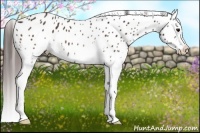 Horse Color:White Spotted Bay Appaloosa