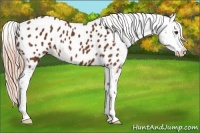 Horse Color:Chestnut Appaloosa 