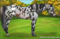 Horse Color:Brown Appaloosa Rabicano 