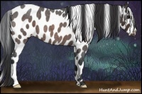 Horse Color:Bay Roan Appaloosa 