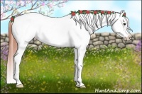 Horse Color:Bay Dun Varnish Rabicano 