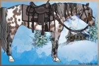 Horse Color:Bay Roan Appaloosa 