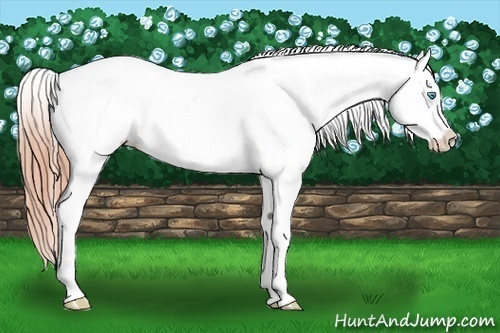 Horse Color:Buckskin Roan Pearl Appaloosa