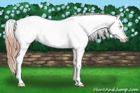 Horse Color:Buckskin Roan Pearl Appaloosa
