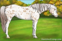 Horse Color:Amber Champagne Sabino Varnish