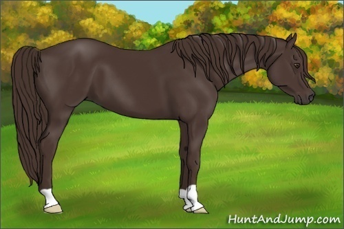 Horse Color:Liver Chestnut 