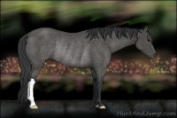 Horse Color:Black Rabicano 