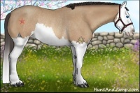 Horse Color:Amber Champagne Roan Splash Rabicano