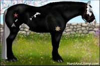 Horse Color:White Spotted Blue Roan Appaloosa