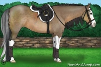 Horse Color:Brown Dun Sabino Splash