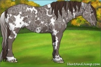 Horse Color:White Spotted Liver Chestnut Ice
