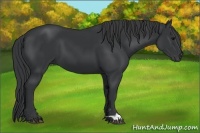 Horse Color:Black 
