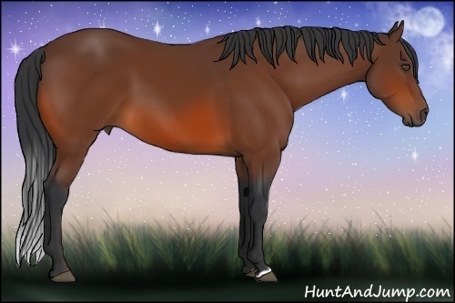 Horse Color:Bay 