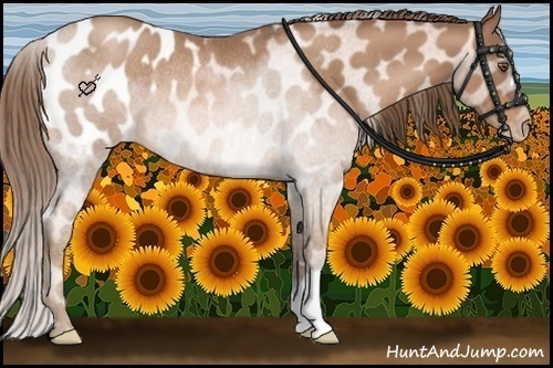 Horse Color:Brown Pearl Blanket Rabicano