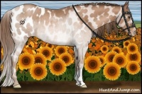 Horse Color:Brown Pearl Blanket Rabicano