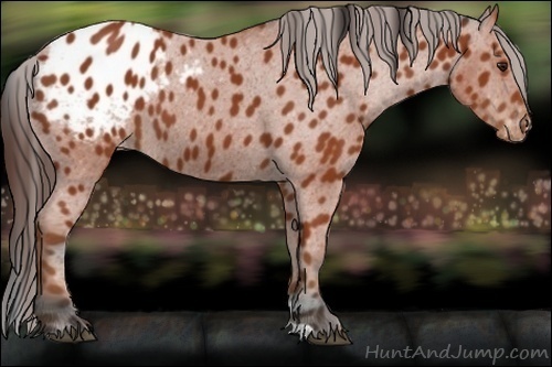 Horse Color:Bay Appaloosa 